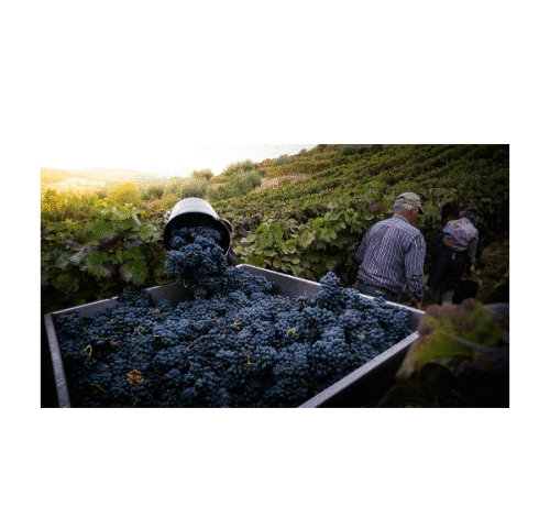 Harvest 101: How The Vineyard Journey Shapes Wine Quality